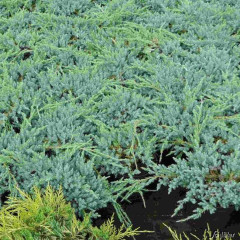 Можжевельник чешуйчатый Blue Carpet, 3л. D 20-25 см
