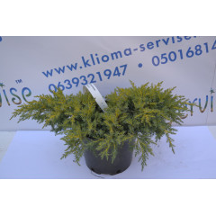 Можжевельник средний «Голдкиссен», "Gold Kissen" D 20-25 (C3)