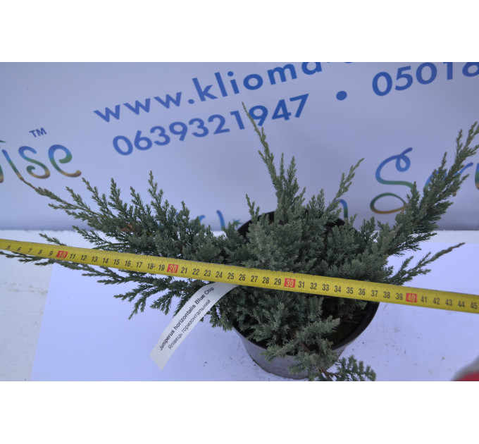 Можжевельник горизонтальный Блю Чип "Blue Chip" 10-15 p9