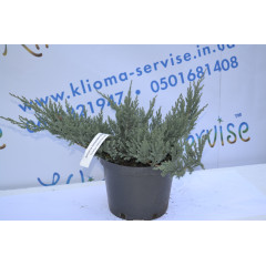 Можжевельник горизонтальный Блю Чип "Blue Chip" 10-15 p9