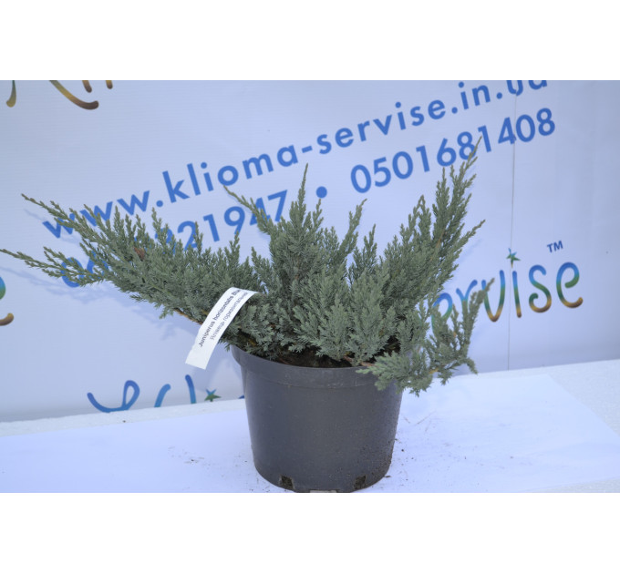 Можжевельник горизонтальный Блю Чип "Blue Chip" 10-15 p9