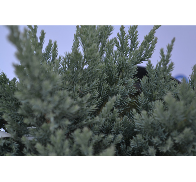Можжевельник горизонтальный Блю Чип "Blue Chip" 10-15 p9