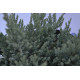 Можжевельник горизонтальный Блю Чип "Blue Chip" 10-15 p9
