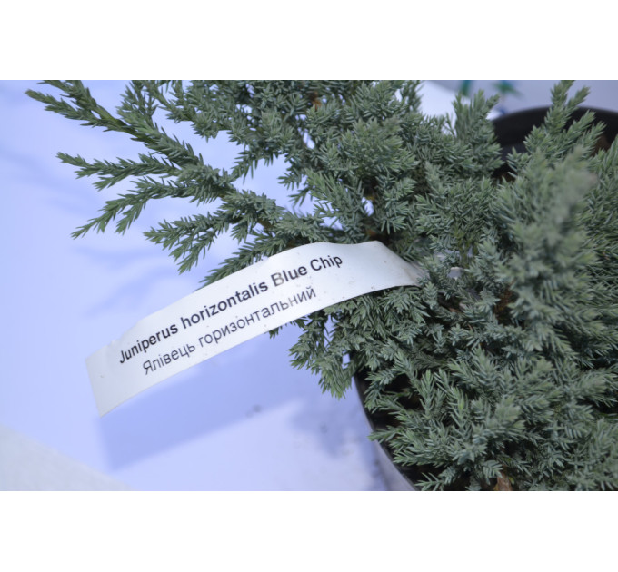 Можжевельник горизонтальный Блю Чип "Blue Chip" 10-15 p9