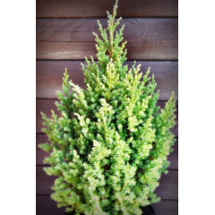 Можевельник китайский Стрикта (С2/С5)