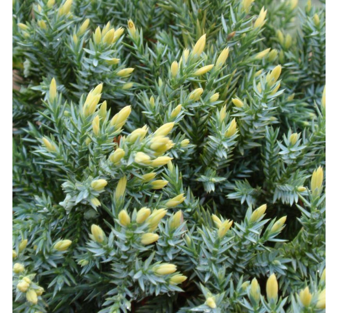 Можжевельник чешуйчатый Dream Joy, 3л. H 10-20 см