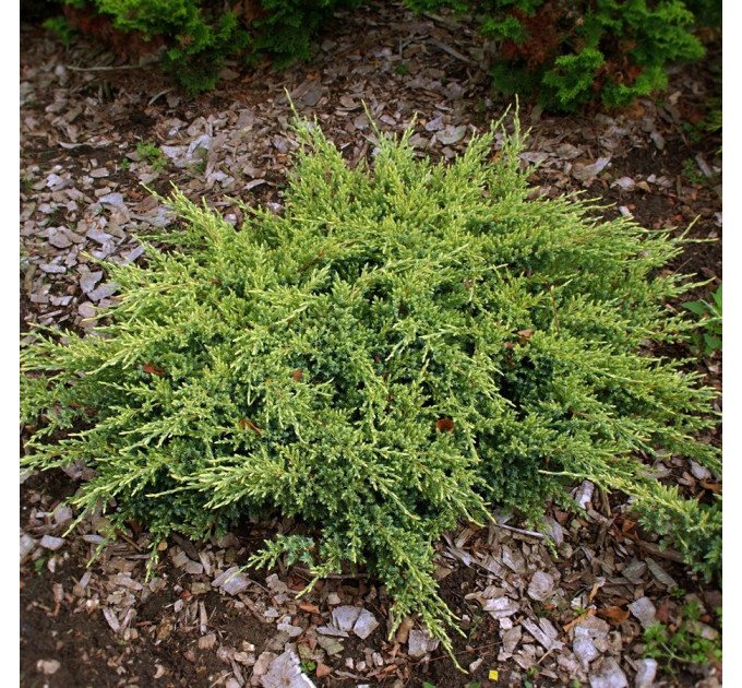 Можжевельник чешуйчатый Dream Joy, 3л. H 10-20 см