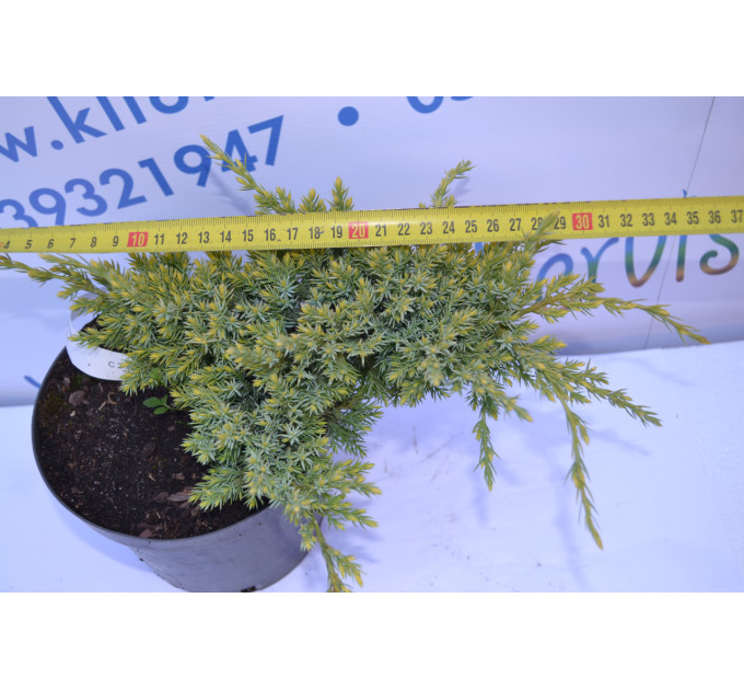Можжевельник чешуйчатый "Holder" 15-25 cm (C3)