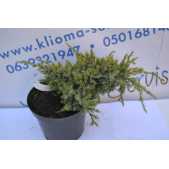 Можжевельник чешуйчатый "Holder" 15-25 cm (C3)