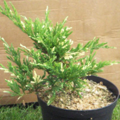 Можжевельник горизонтальный "Andorra Variegata", контейнер р9 D 10-15 см