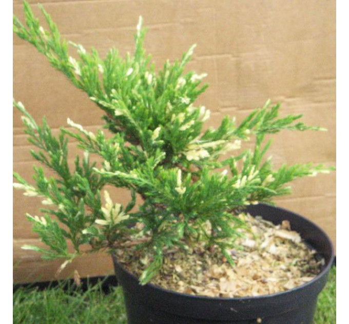 Можжевельник горизонтальный "Andorra Variegata", контейнер р9 D 10-15 см