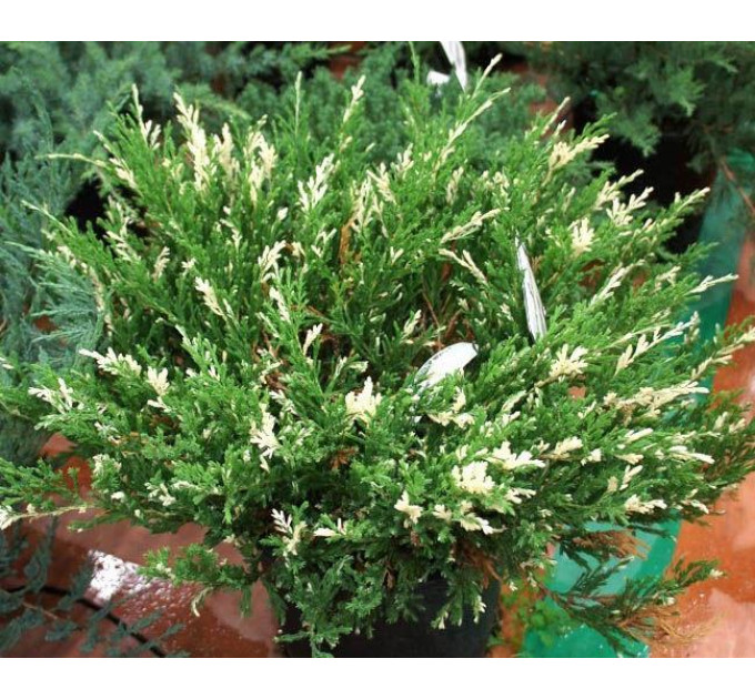Можжевельник горизонтальный "Andorra Variegata", контейнер р9 D 10-15 см