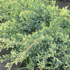 Можжевельник чешуйчатый Holger (Холгер), Р9 H 10-12 см