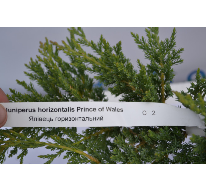 Можжевельник горизонтальный "Prince of Wales" D 30-40 (C2)