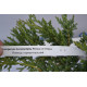 Можжевельник горизонтальный "Prince of Wales" D 30-40 (C2)
