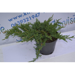 Можжевельник горизонтальный "Prince of Wales" D 30-40 (C2)