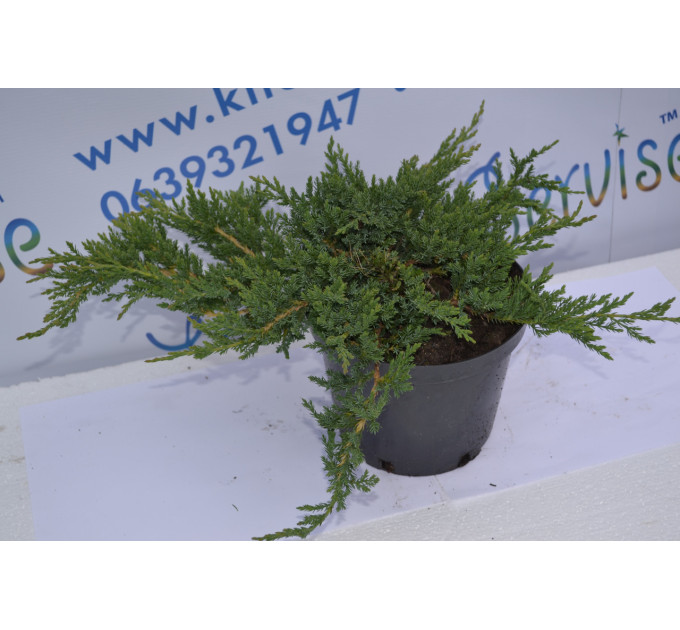 Можжевельник горизонтальный "Prince of Wales" D 30-40 (C2)