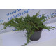 Можжевельник горизонтальный "Prince of Wales" D 30-40 (C2)
