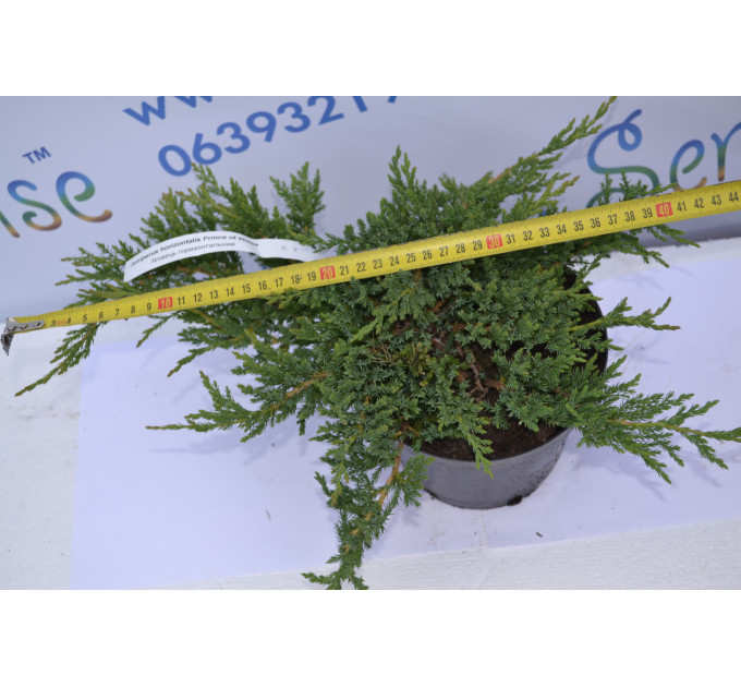 Можжевельник горизонтальный "Prince of Wales" D 30-40 (C2)