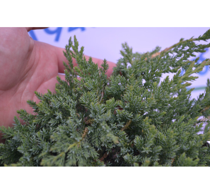 Можжевельник горизонтальный "Prince of Wales" D 30-40 (C2)