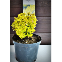 Барбарис "Tiny Gold" (С2)