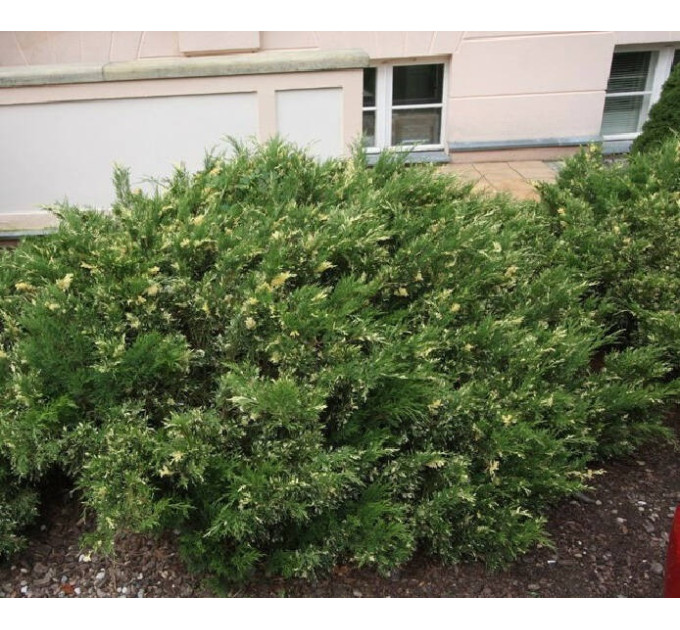 Можжевельник казацкий «Variegata», конт. P9