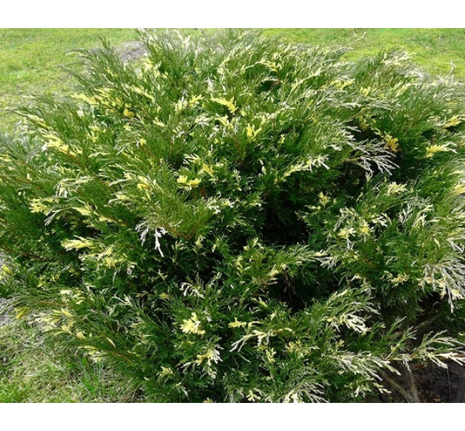 Можжевельник казацкий «Variegata», конт. P9