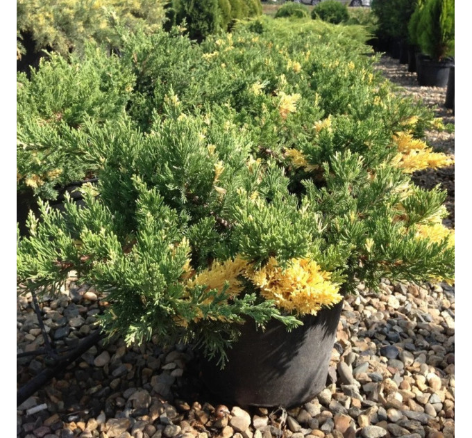 Можжевельник казацкий «Variegata», конт. P9