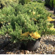 Можжевельник казацкий «Variegata», конт. P9