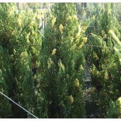 Можжевельник китайский Stricta, контейнер Р9 10-12 см