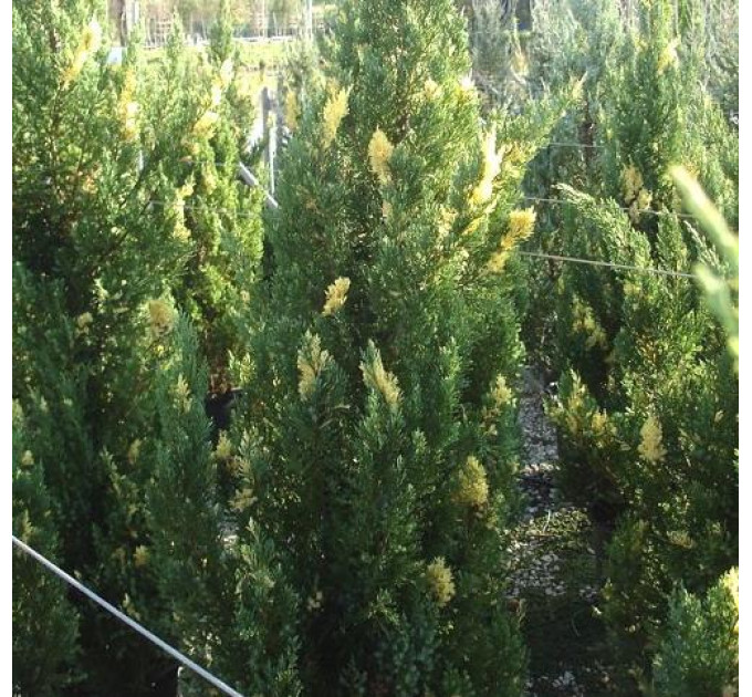 Можжевельник китайский Stricta, контейнер Р9 10-12 см