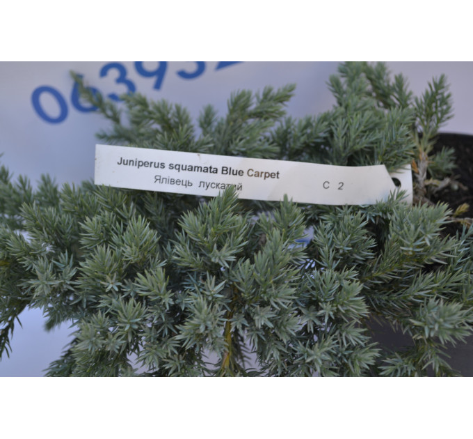 Можжевельник чешуйчатый "Blue Carpet" D 40-50 (C3)