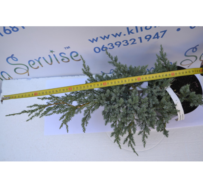 Можжевельник чешуйчатый "Blue Carpet" D 40-50 (C3)