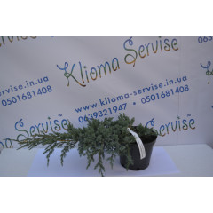 Можжевельник чешуйчатый "Blue Carpet" D 40-50 (C3)