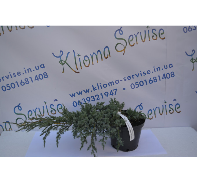 Можжевельник чешуйчатый "Blue Carpet" D 40-50 (C3)