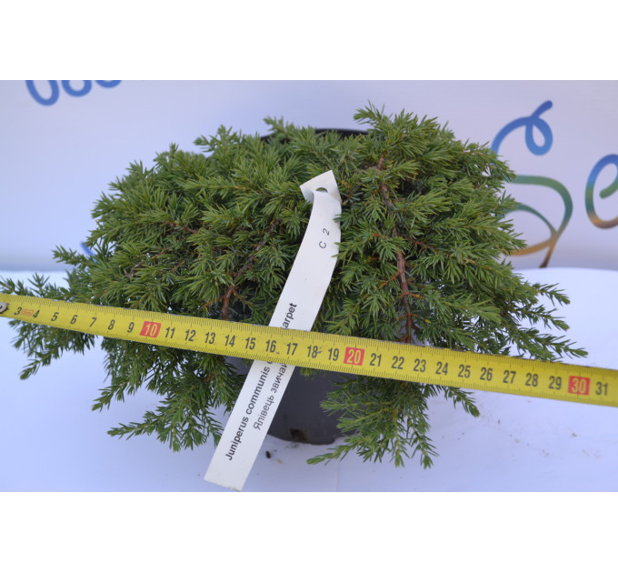 Можжевельник обычный "Green Carpet" D 15-20 (C3)