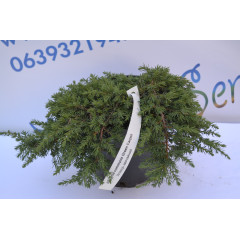 Можжевельник обычный "Green Carpet" D 15-20 (C3)