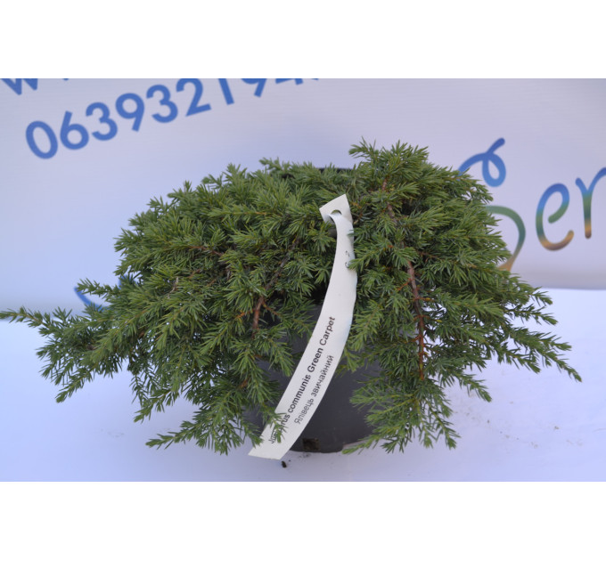 Можжевельник обычный "Green Carpet" D 15-20 (C3)