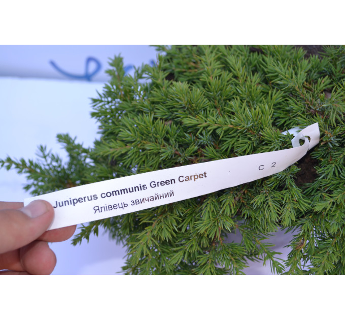 Можжевельник обычный "Green Carpet" D 15-20 (C3)