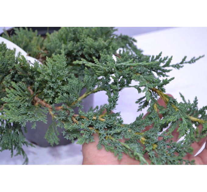 Можжевельник горизонтальный Вилтони "Wiltonii" D 10-15 (p9)