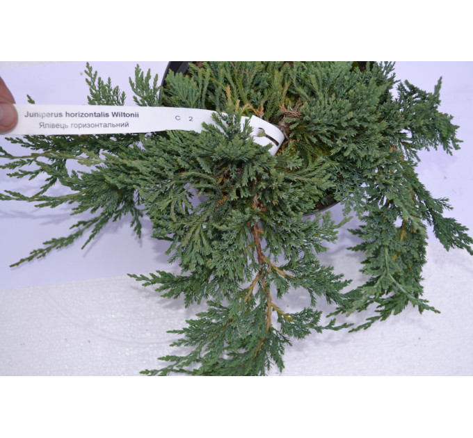 Можжевельник горизонтальный Вилтони "Wiltonii" D 10-15 (p9)