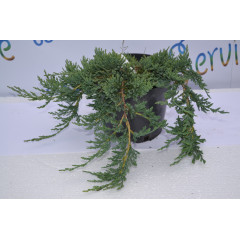 Можжевельник горизонтальный Вилтони "Wiltonii" D 10-15 (p9)