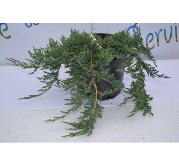 Можжевельник горизонтальный Вилтони "Wiltonii" D 10-15 (p9)