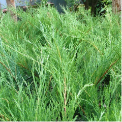 Можжевельник казацкий Blue Sparkle, контейнер 3 л H 20-25 см