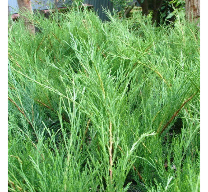 Можжевельник казацкий Blue Sparkle, контейнер 3 л H 20-25 см