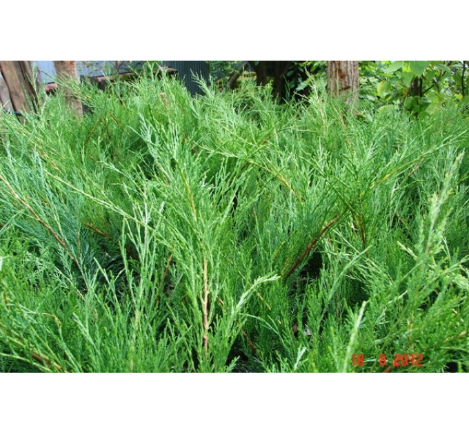 Можжевельник казацкий Blue Sparkle, контейнер 3 л H 20-25 см