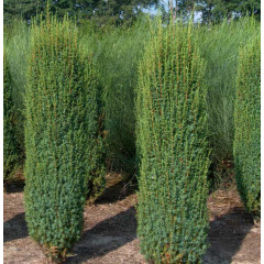Можжевельник обыкновенный Hibernica (Хиберника), 3л. H 30-40 см