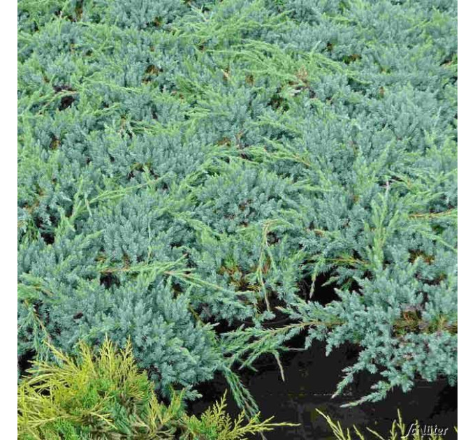 Можжевельник чешуйчатый Blue Carpet, p9. D 10-15 см