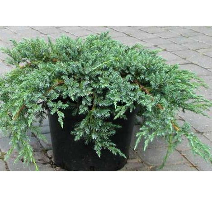 Можжевельник чешуйчатый Blue Carpet, p9. D 10-15 см