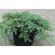 Можжевельник чешуйчатый Blue Carpet, p9. D 10-15 см